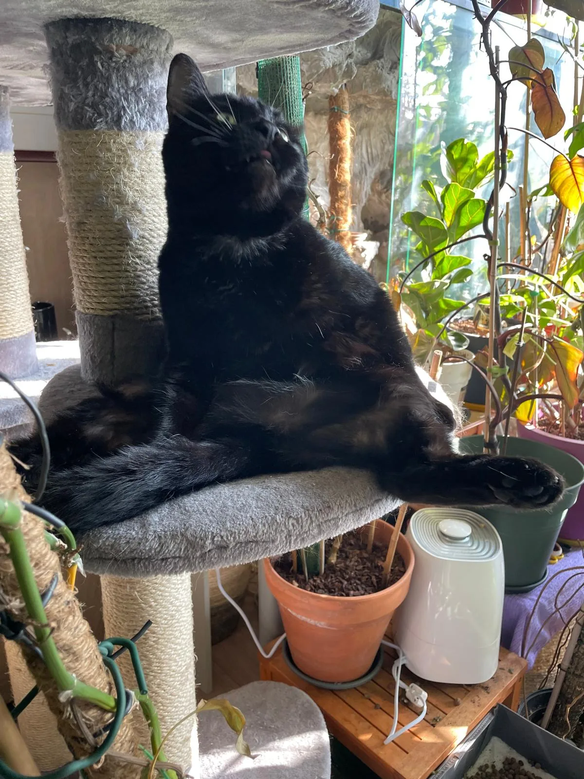 Zorro