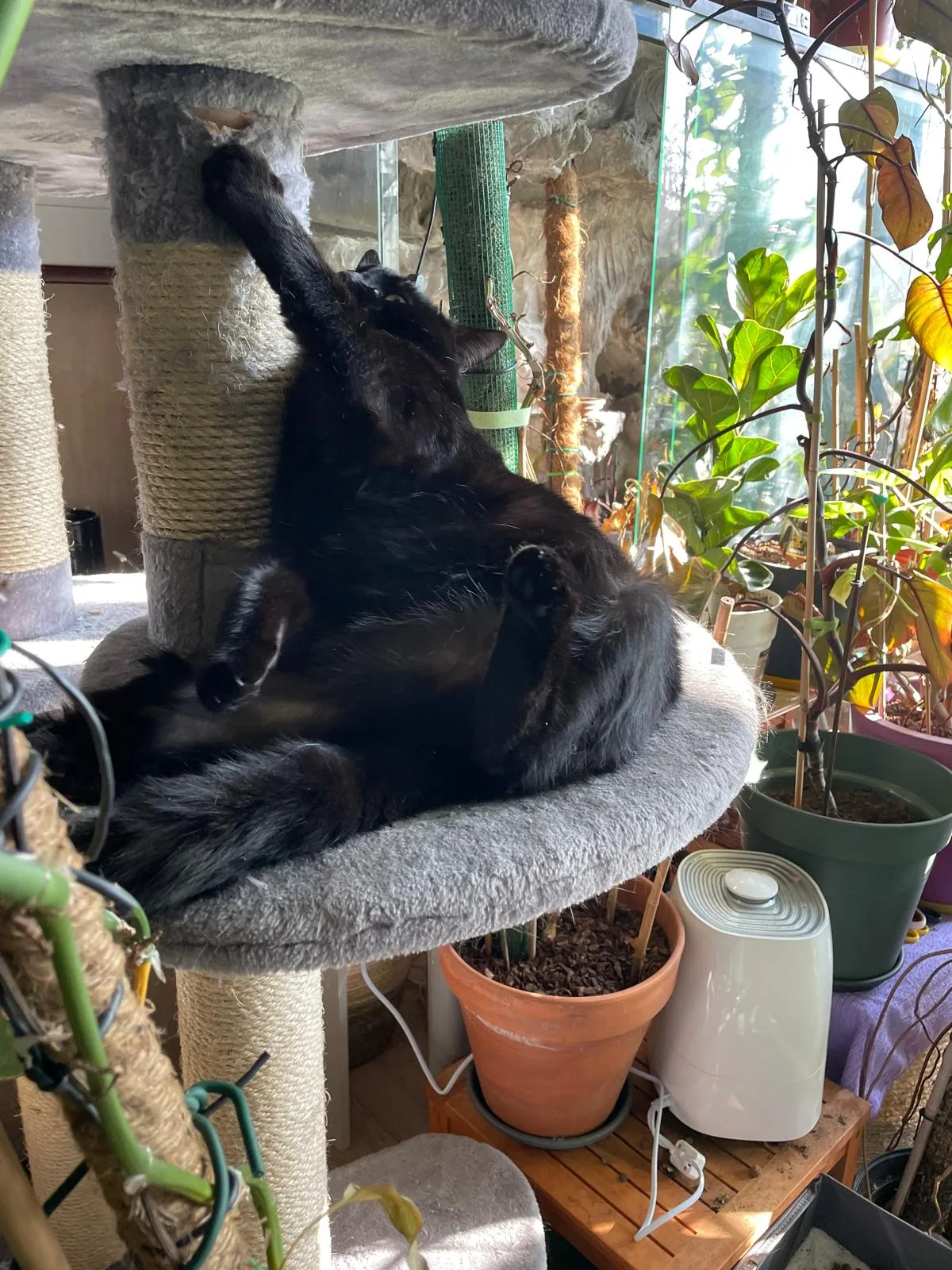 Zorro