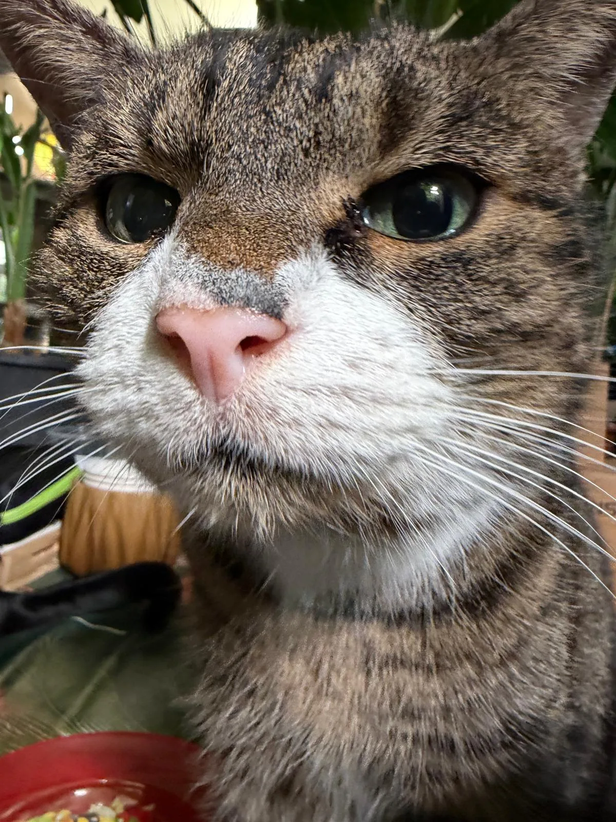 Ziggy