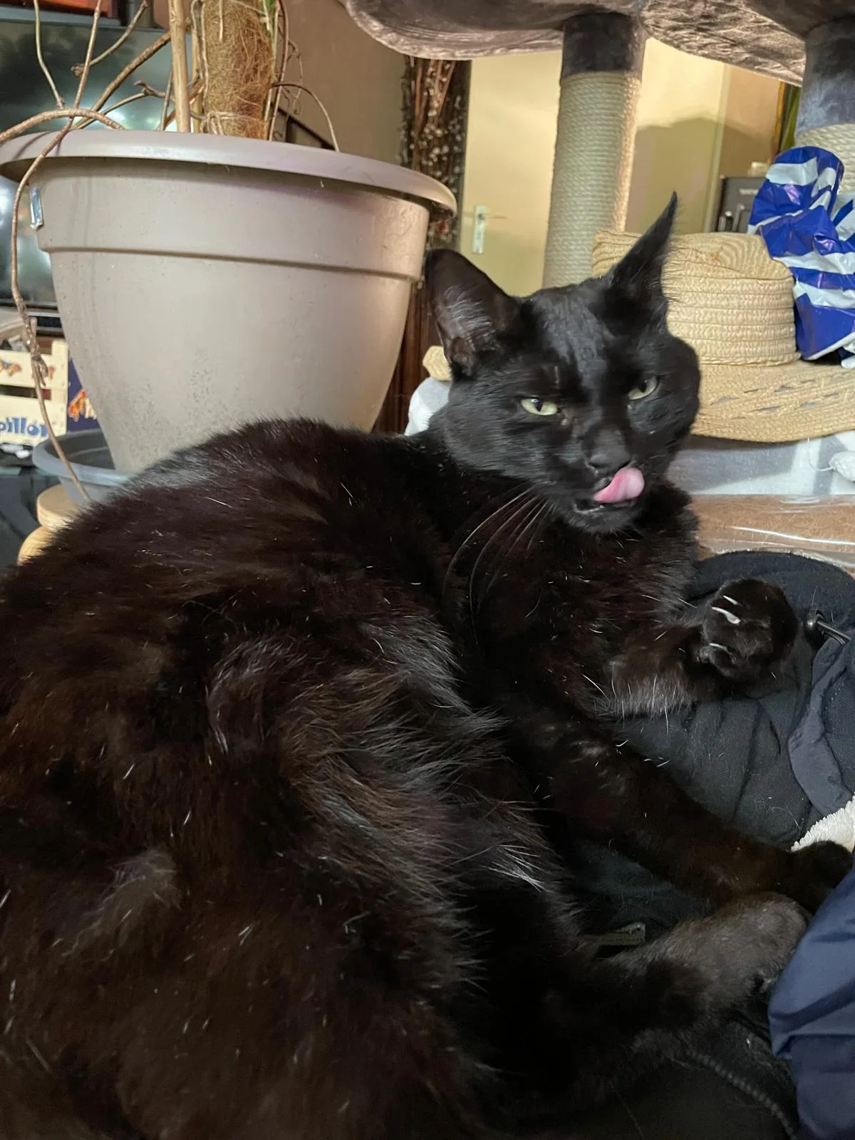 Zorro