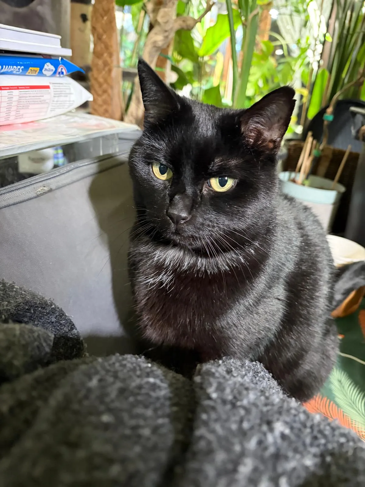 Meisje