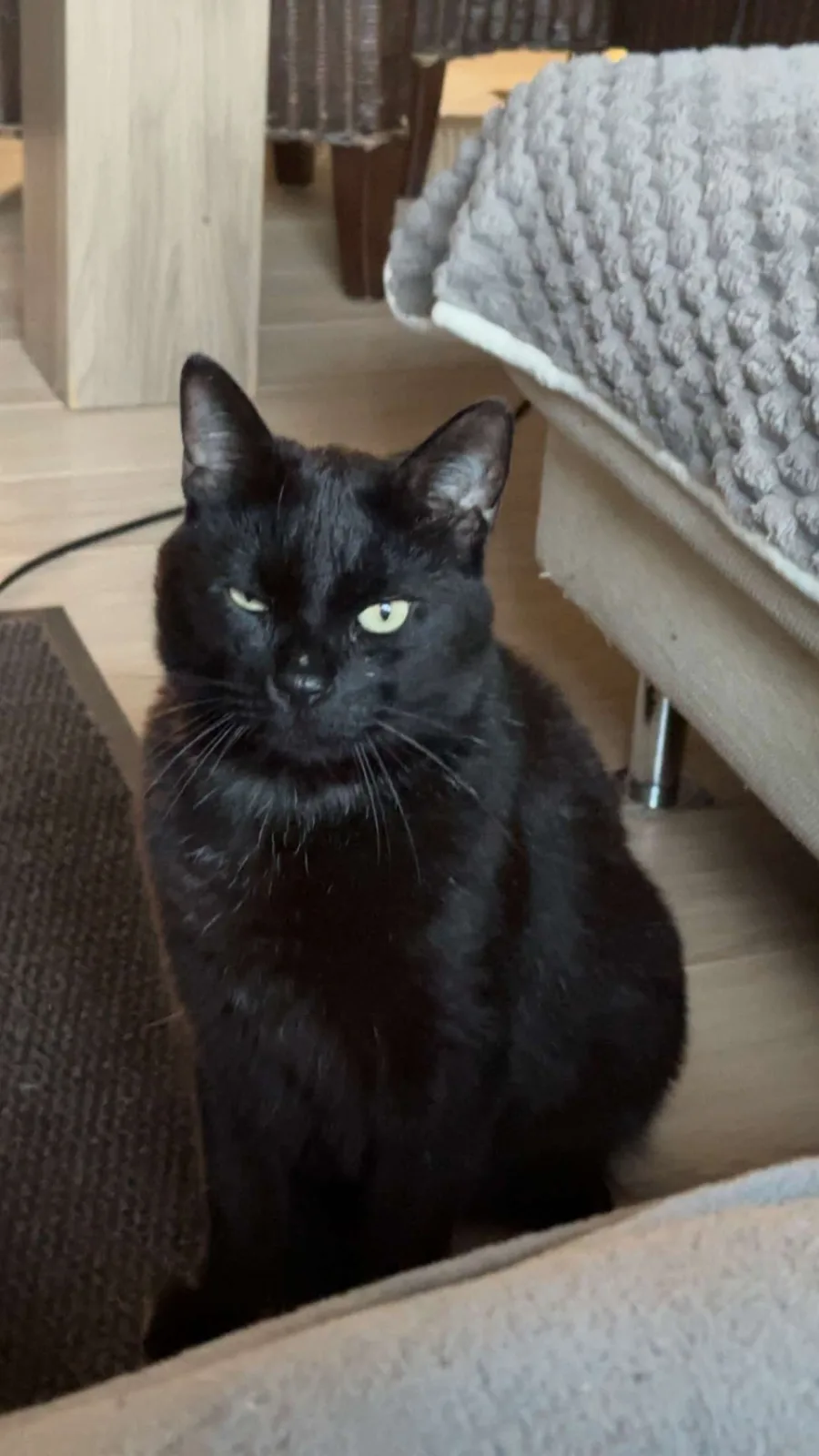 Zorro