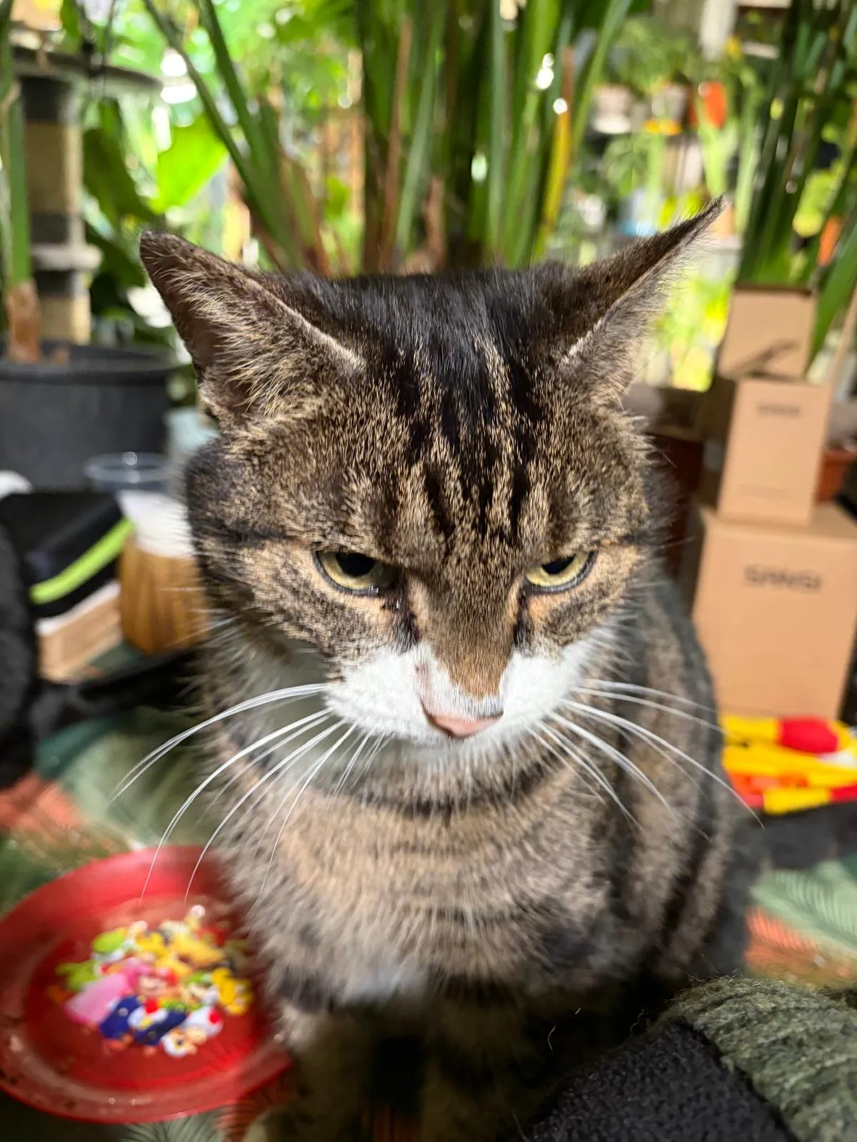 Ziggy
