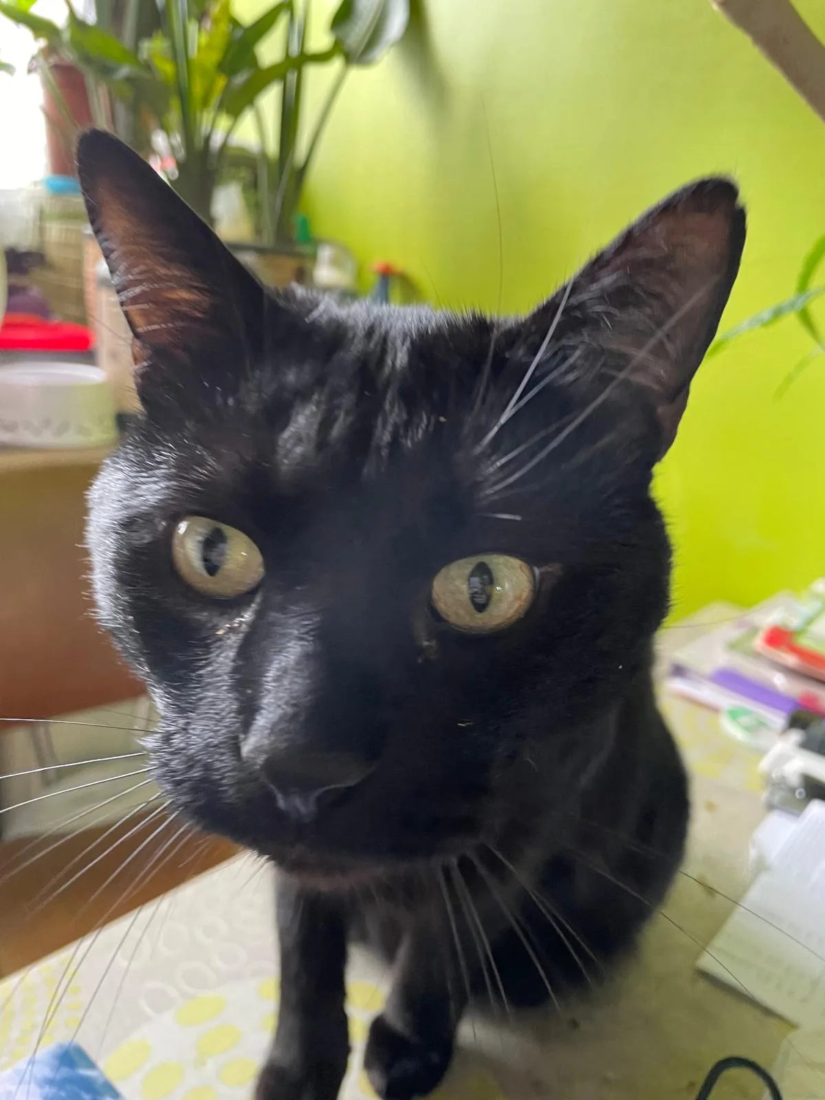 Zorro