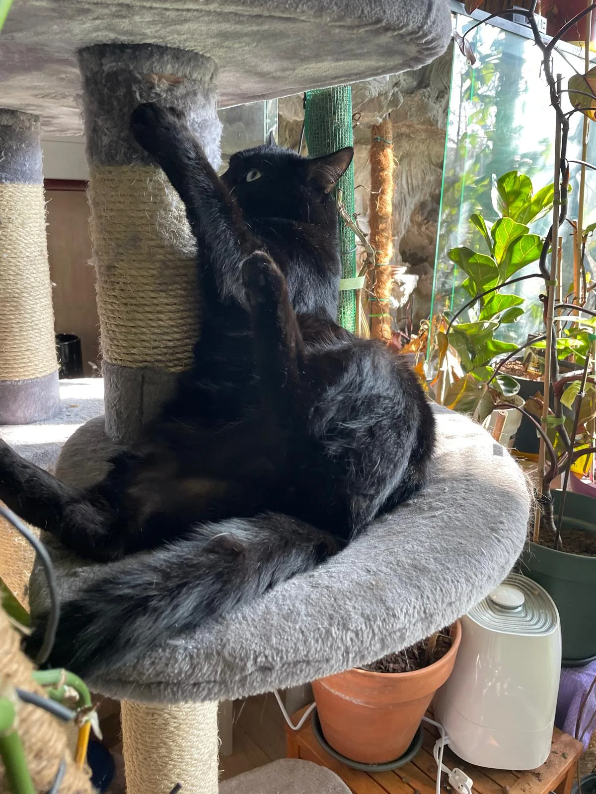 Zorro