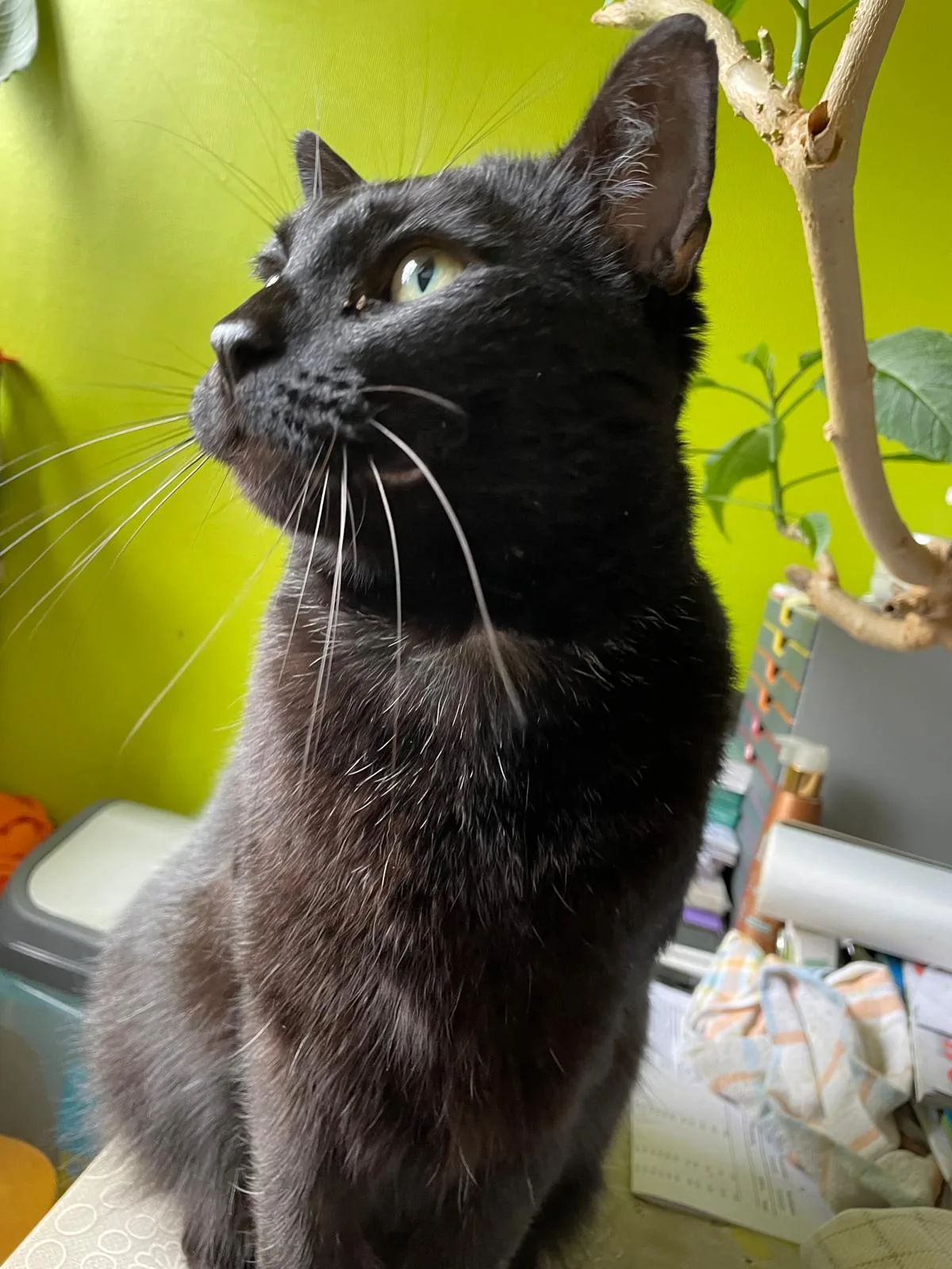 Zorro