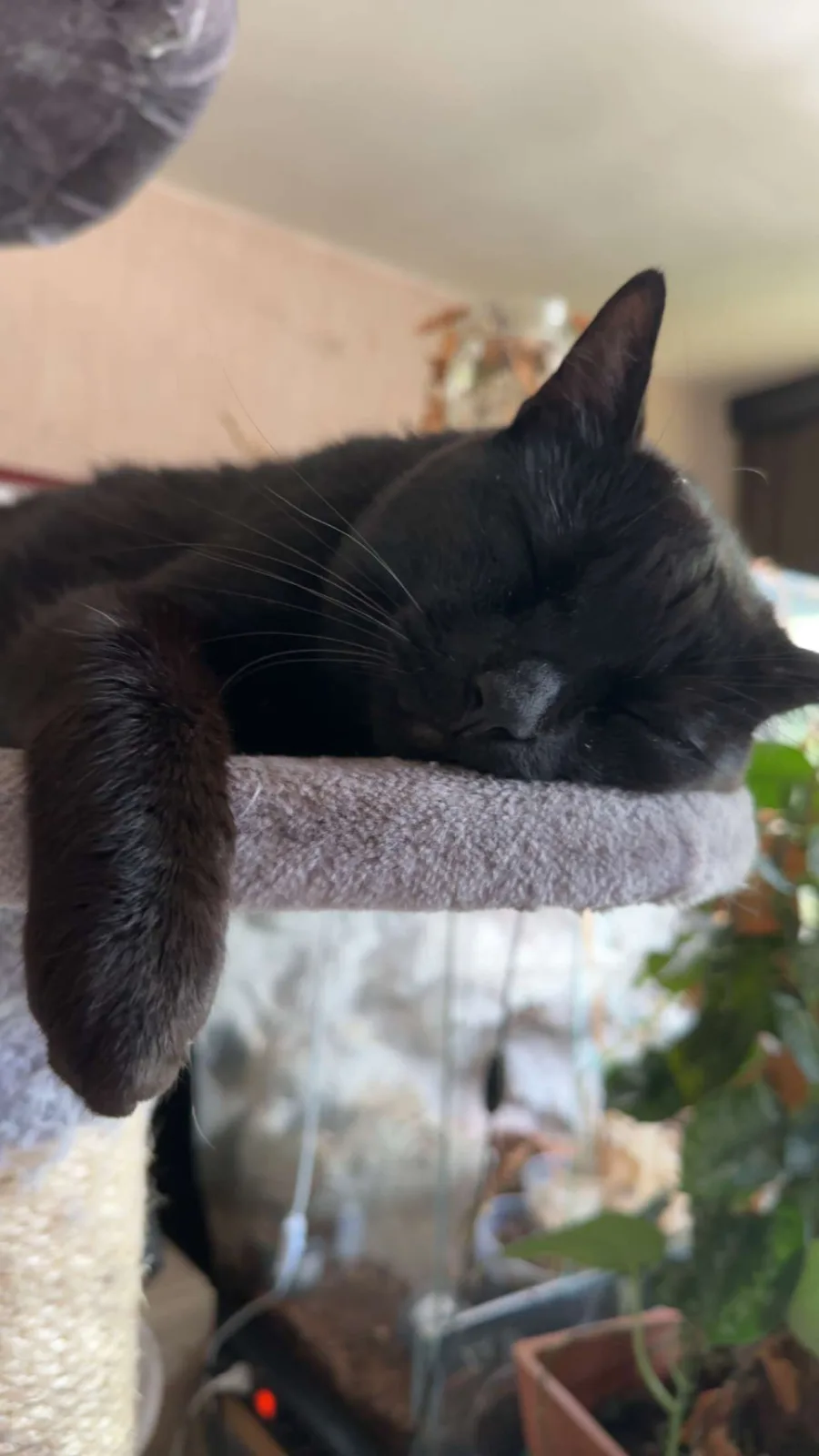 Zorro