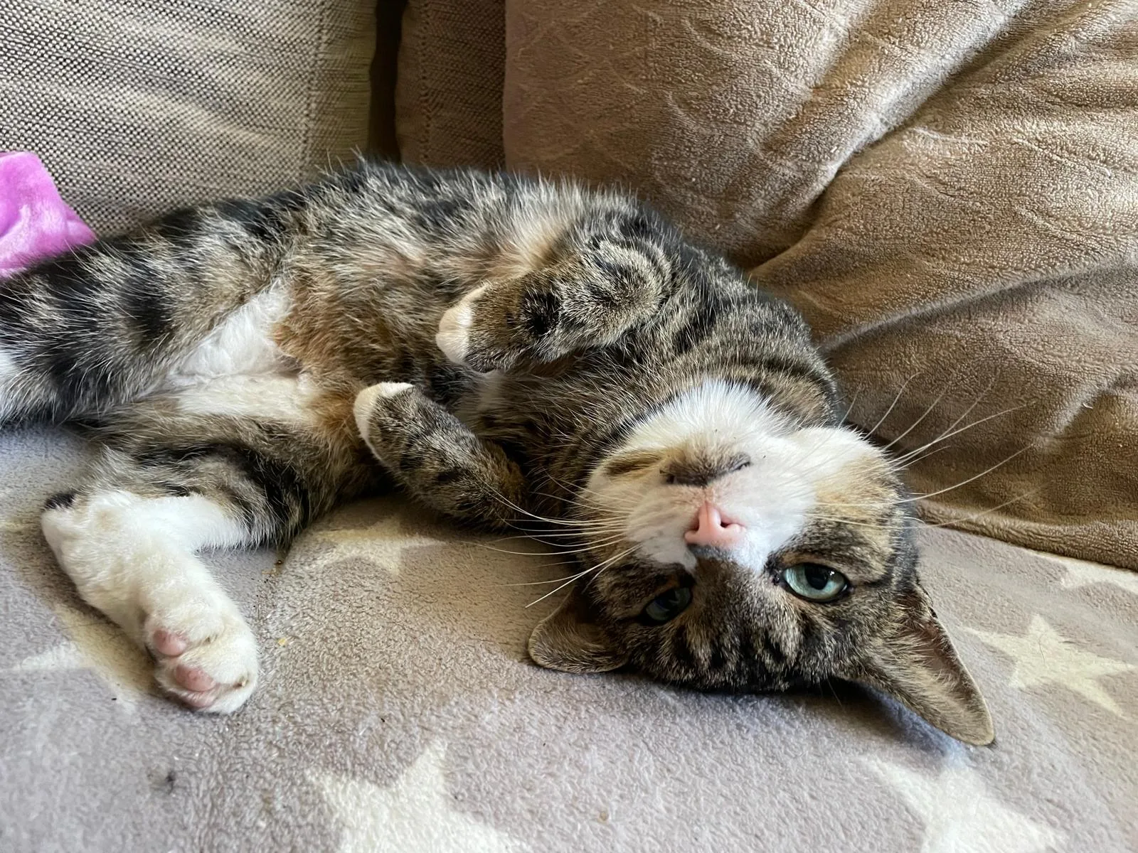 Ziggy