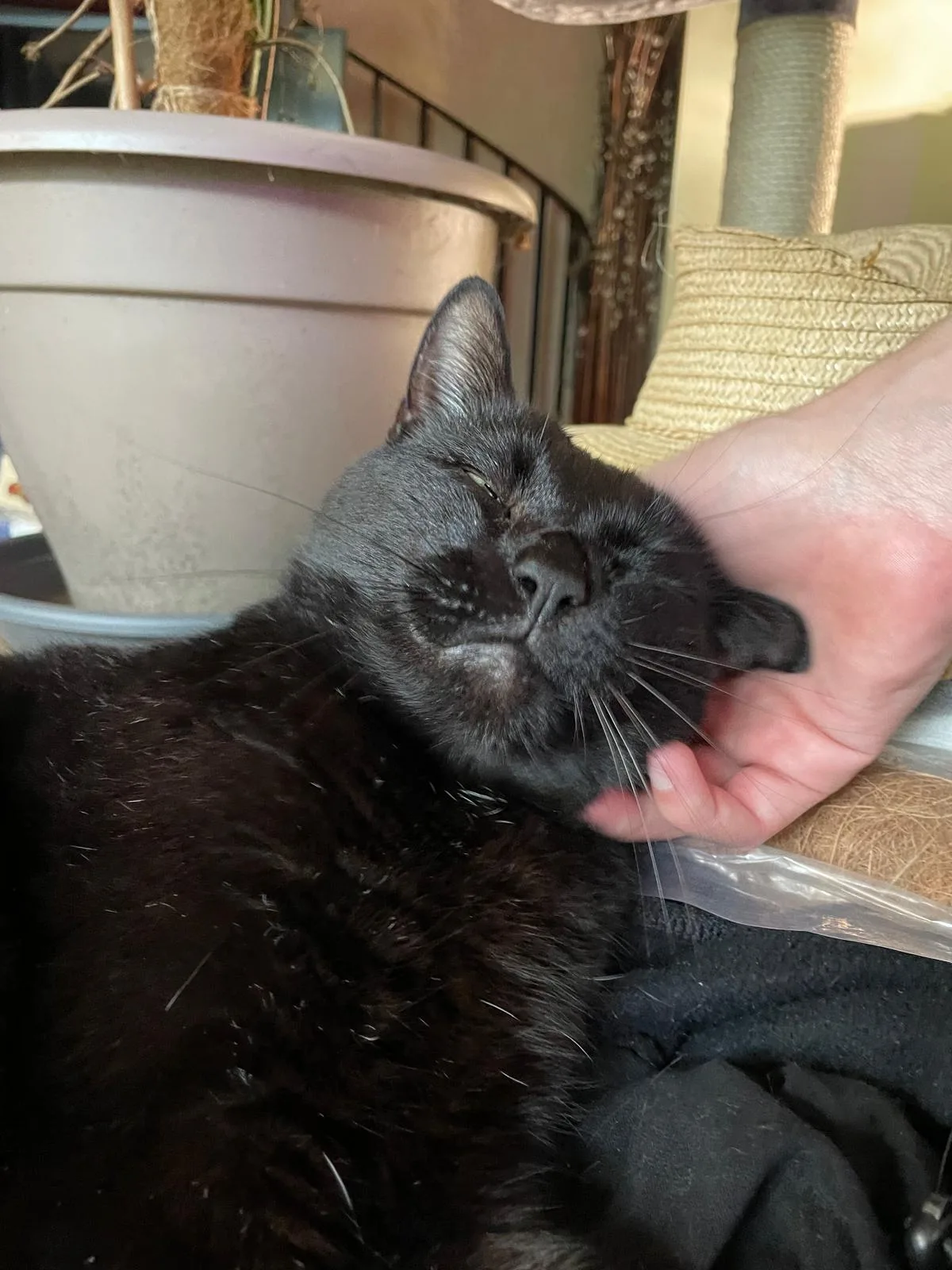 Zorro